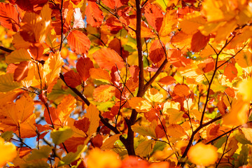 Blätter und Ast im Herbst Buche