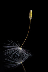 A dandelion seed on the black water surface