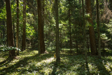 Obraz premium Las sosnowy w sierpniu na Łotwie