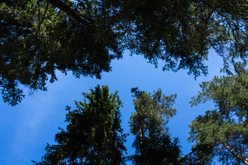 Pine tree forest in August in in Latvia, bottom up view