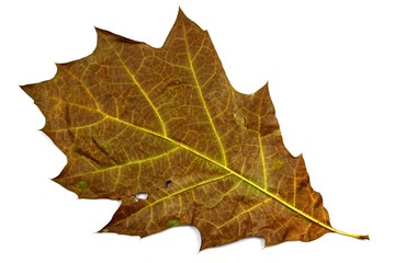 braunes getrocknetes eichen blatt hintergrund
