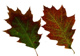 eichenblätter getrocknet starke farben