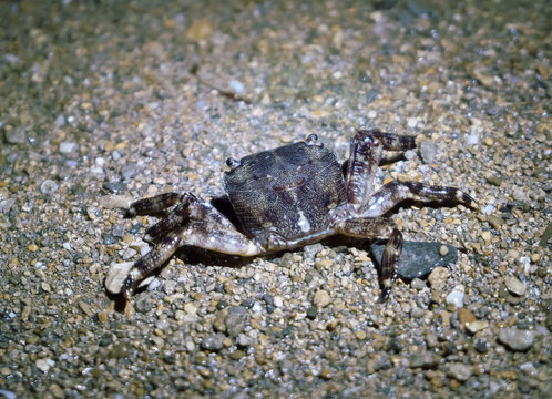 Mediterranean crab on the rocks at night.