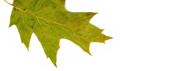 grünes blatt einer roteiche hintergrund