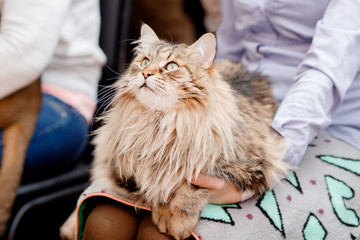 Close-up of Siberian cat without Persian admixture, long coat, brown earth color.