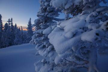 Close up Snow-covered trees, deep snow, dawn in mountains
