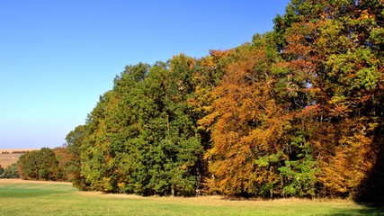 Obraz premium autumn in the park