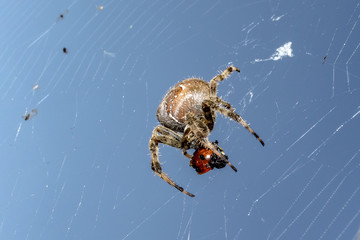 European Garden Spider eats ladybird