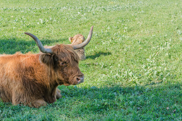 Flock of Scottish highland cattle on grassy meadow in Switzerland