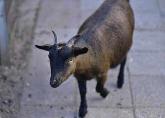 goat in public park during autumn season. nice and funny pets.