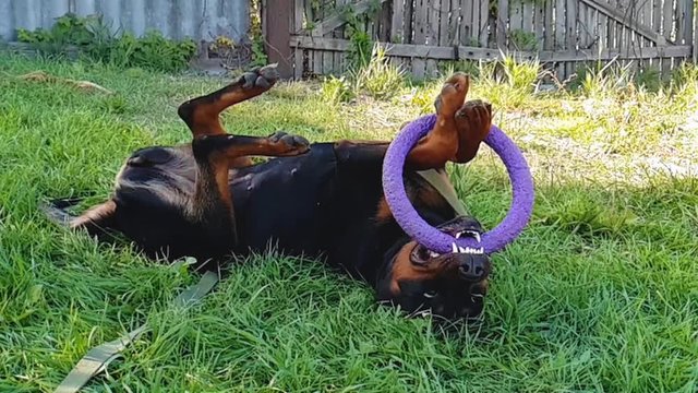 Big dog play with ring toy