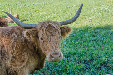 Flock of Scottish highland cattle on grassy meadow in Switzerland