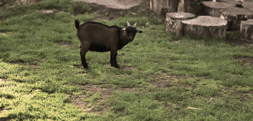 goat in public park during autumn season. nice and funny pets.
