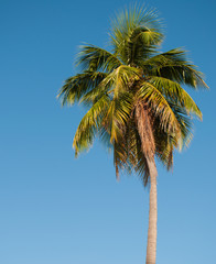 Fototapeta premium Palm Tree on blue sky background