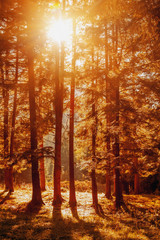 Awesome image of colorful indian summer forest. Sun beams through trees. Golden Autumn Panorama.