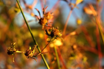 gewächs am see nahaufnahme