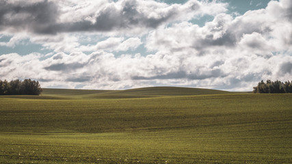 Green field with slightly cloudy sky