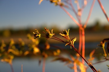 pflanze am see nahaufnahme