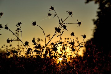 sonnenuntergang bei klarem himmel
