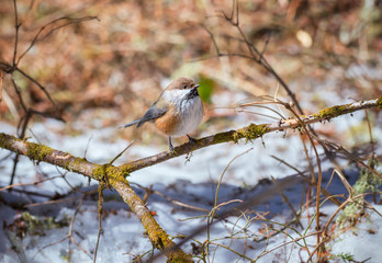 Boreal Chickadee perched on a branch