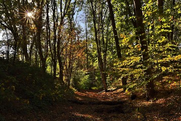 Herbstlicher Waldweg im Bocholter Stadtwald 