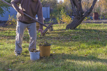 Dry leaves raking in the autumn garden