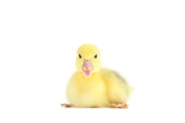 Little yellow duckling on white background