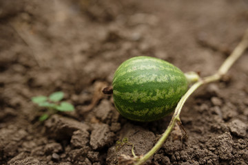 young small watermelon in the garden in fine clear weather close-up