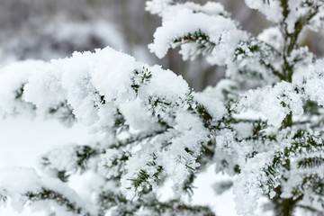 Fir covered with snow after the snowfall outdoors in the forest on white snowy background, copy space. Christmas and new year festive concept. Beautiful winter season background. Soft selective focus.