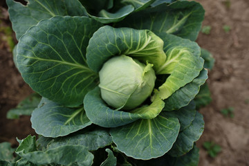 Soft focus of Big cabbage in the garden