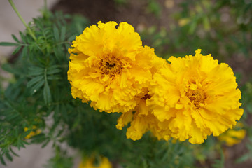 Flowers frame on white wooden background. Top view with copy space