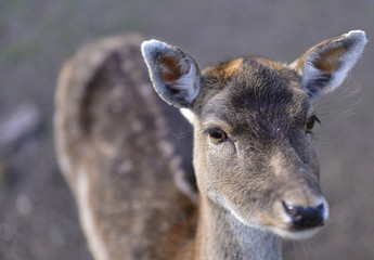 Naklejka na ściany i meble Deer in public park during autumn season at a sunny day
