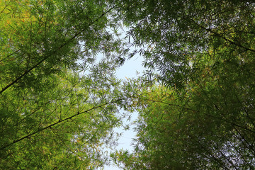 Low angle of bamboo trees arch against sunny sky in Thailand, for background and banner 
