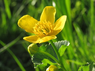 yellow flower