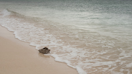 An old pitted conch shell is washed up on the white sand beach of a Caribbean shore. 