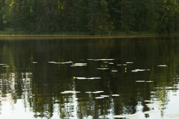 Obraz na płótnie Canvas Single yellow water-lily