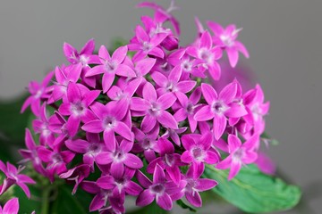 Egyptian starcluster (Pentas lanceolata)