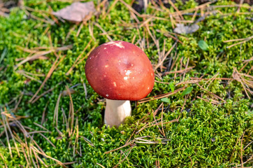 Single mushroom growing in the green autumn moss