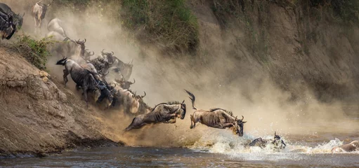 Gnus überqueren den Mara-Fluss. Große Migration. Kenia. Tansania. Masai Mara Nationalpark. © gudkovandrey