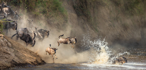 Wildebeests are crossing  Mara river. Great Migration. Kenya. Tanzania. Maasai Mara National Park. - obrazy, fototapety, plakaty