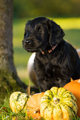 Little black puppy with pumpkins in autumn nature