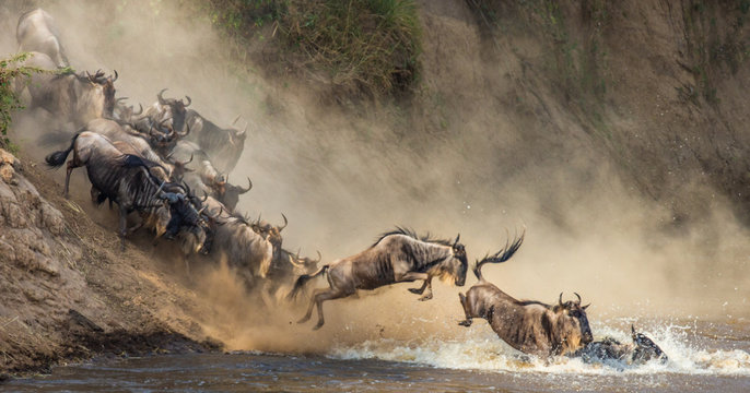 Wildebeests are crossing Mara river. Kenya. Masai Mara National Park.