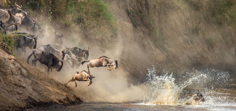 Wildebeests are crossing  Mara river. Great Migration. Kenya. Tanzania. Maasai Mara National Park.