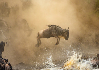 Obraz na płótnie Canvas Wildebeest is jumping to the Mara River. Great Migration. Kenya. Tanzania. Maasai Mara National Park.
