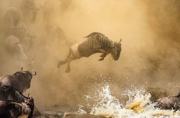 Wildebeest is jumping to the Mara River. Great Migration. Kenya. Tanzania. Maasai Mara National...