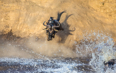 Wildebeest is jumping to the Mara River. Great Migration. Kenya. Tanzania. Maasai Mara National Park.