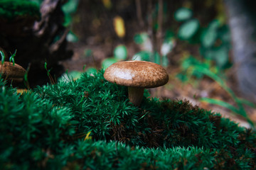 small mushrooms in the forest on green moss in the rays of sunlight close up