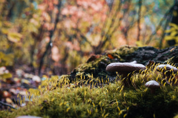 small mushrooms in the forest on yellow moss in the rays of sunlight close up