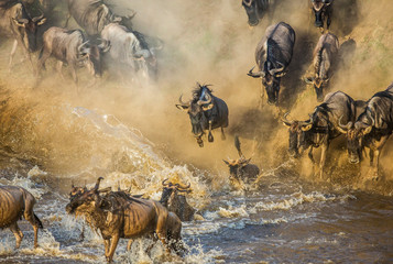 Wildebeests are crossing  Mara river. Great Migration. Kenya. Tanzania. Maasai Mara National Park. 