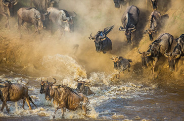 Wildebeests are crossing  Mara river. Great Migration. Kenya. Tanzania. Maasai Mara National Park.  - obrazy, fototapety, plakaty